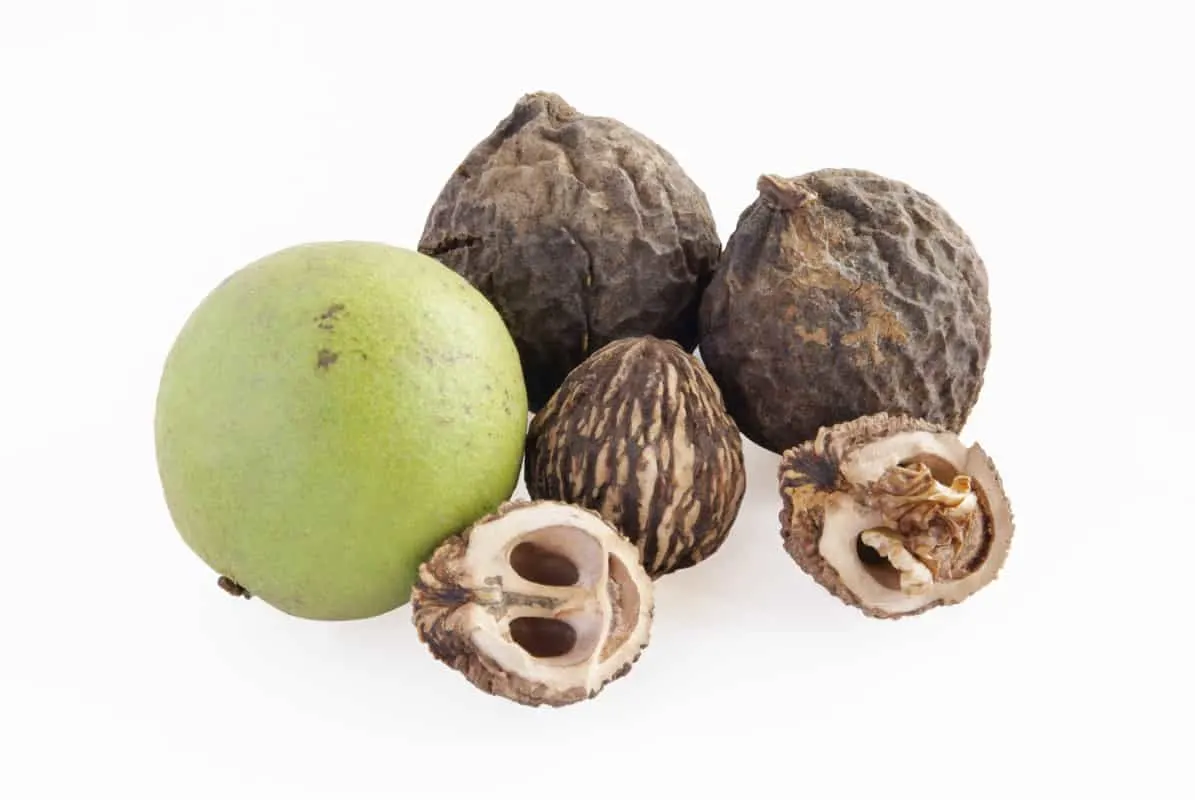What Foods are Poisonous to German Shepherds? Black Walnuts