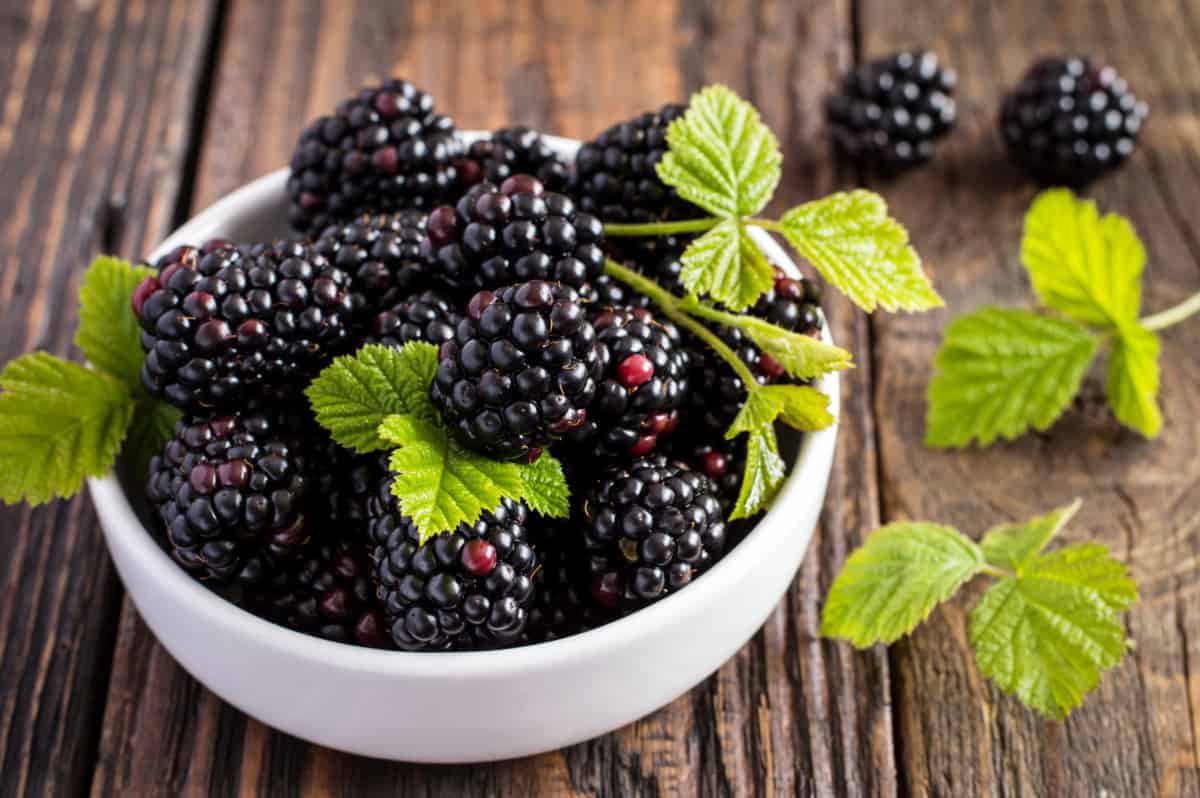 What Fruits Can Labradors Eat?Blackberries 