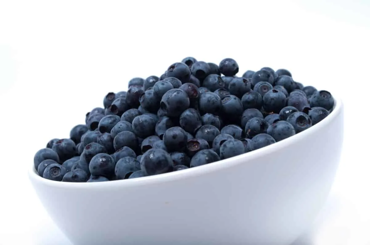 What Human Foods Can Bulldogs Eat? Blueberries