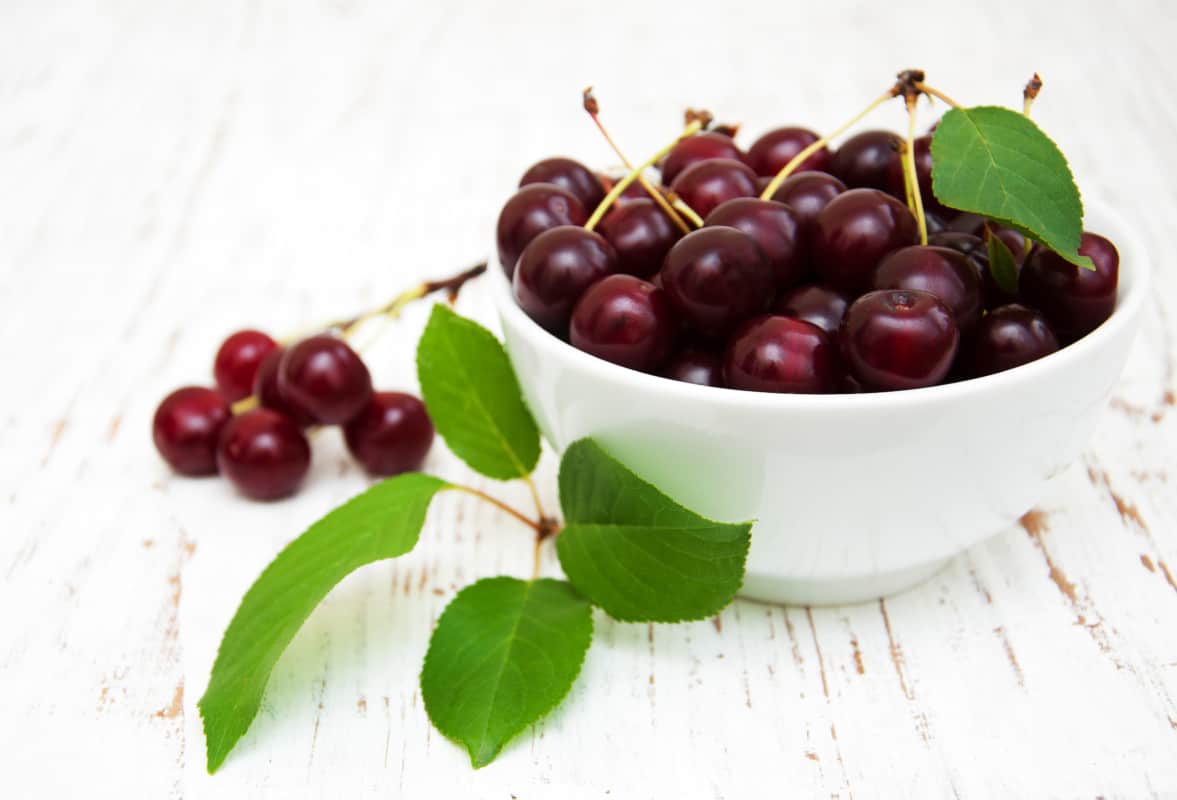 What Foods are Poisonous to Labradors? Cherries
