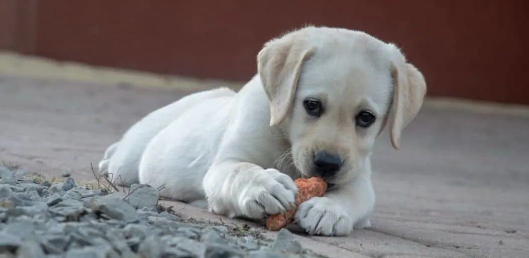 A Labrador Puppy Eating a Carrot. Can Labrador Eat Vegetables?