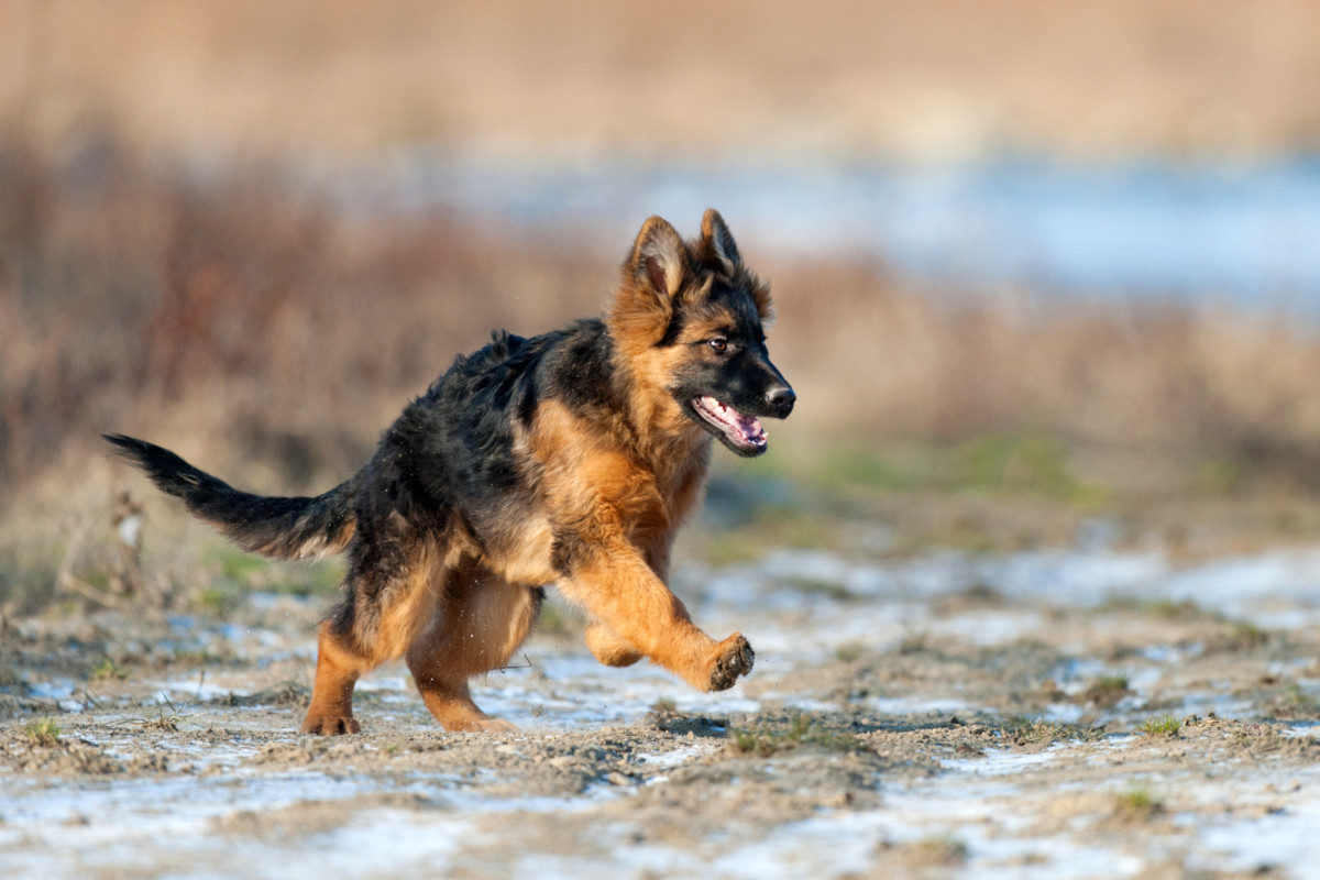 A Young German Shepherd running. Can a German Shepherd Have Two Masters?