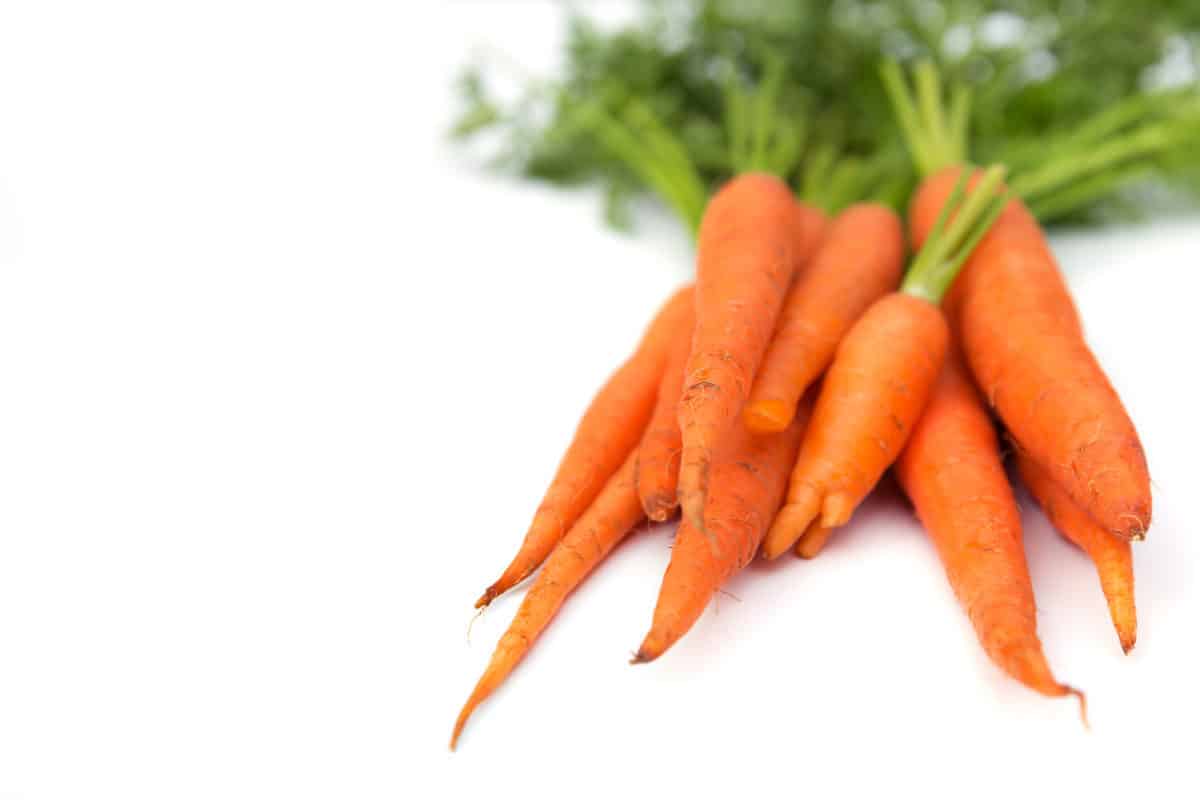 Fresh Carrots ready to feed 