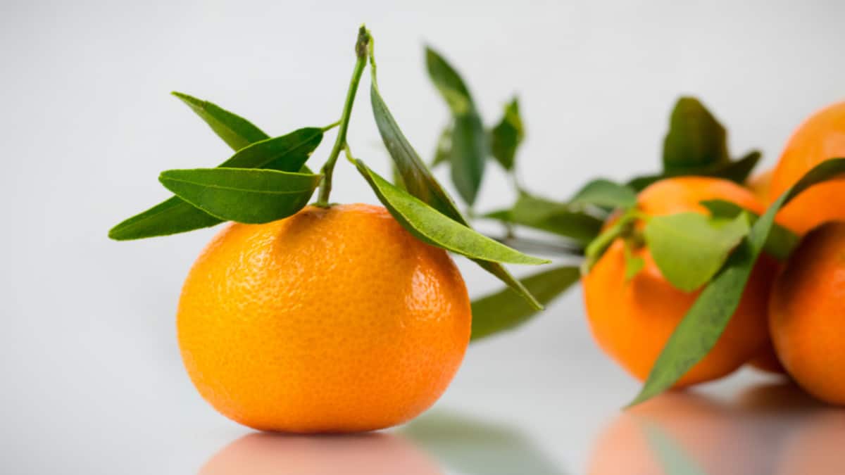 What Fruits Can Labradors Eat? Oranges and Mandarines (Tangerine, Clementine and Satsuma)
