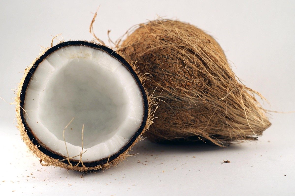 What Human Food Can Labradors Eat? Coconut