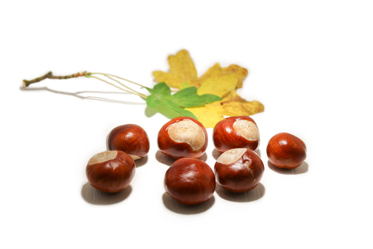 What Foods are Poisonous to Labradors? Horse Chestnuts (Conkers)