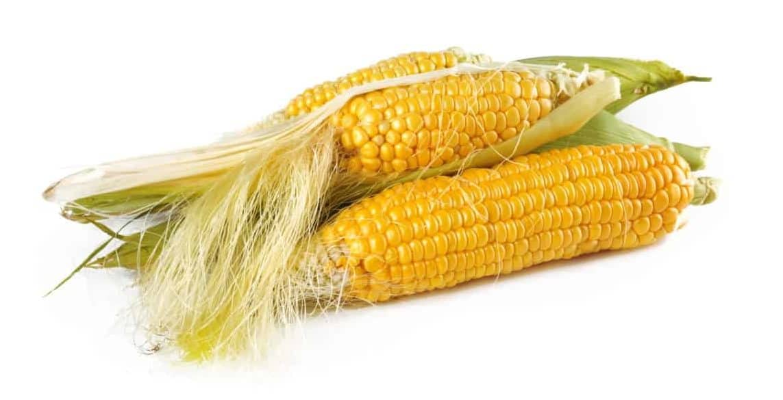 What Human Foods Can Golden Retrievers Eat?
Corn