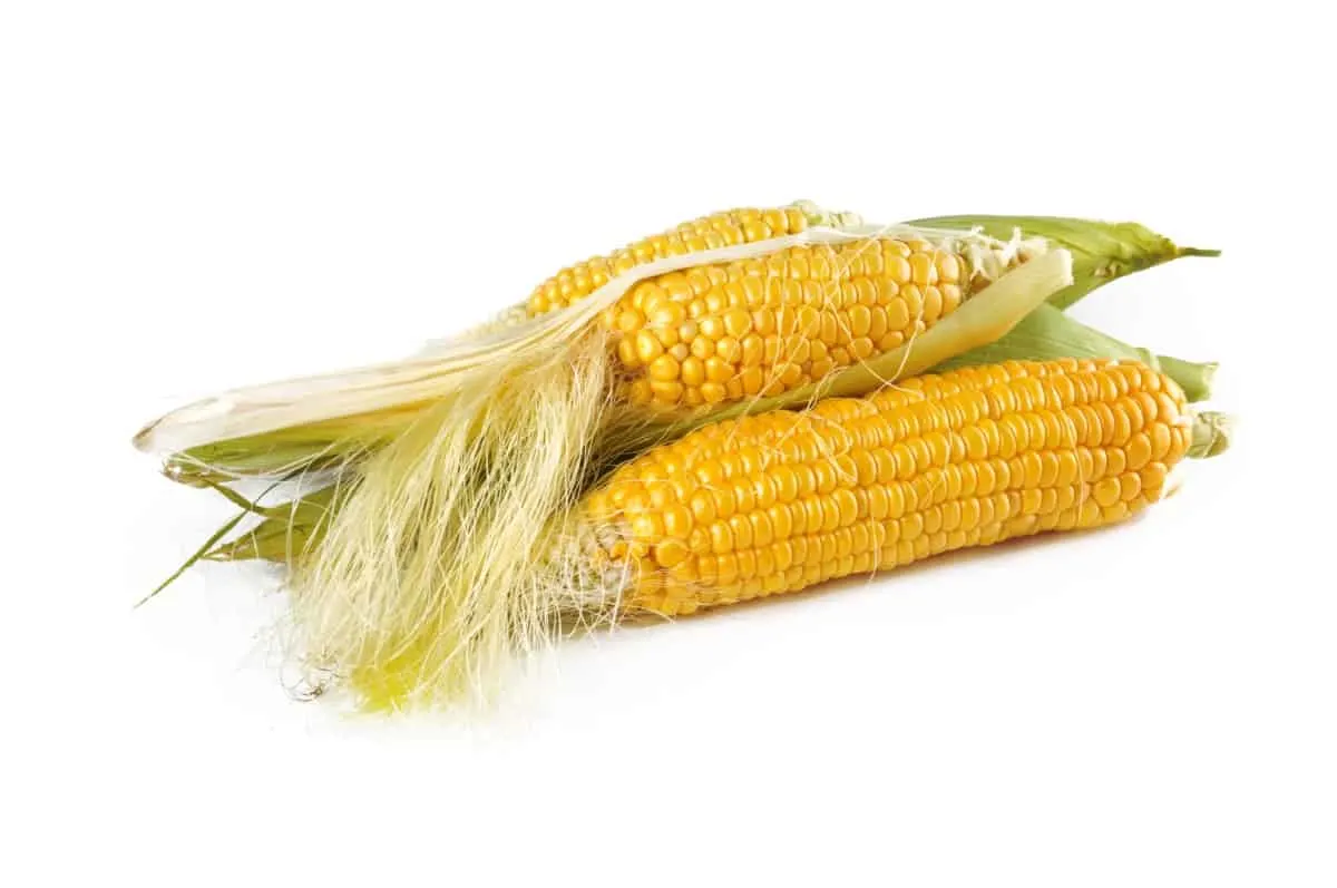 What Vegetables Can Labradors Eat?Corn