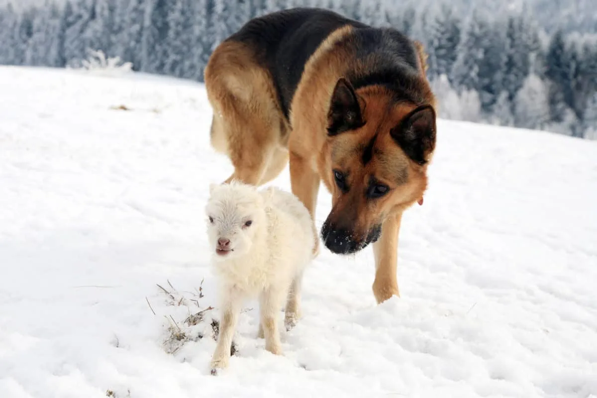 German Shepherd Herding a Lamb