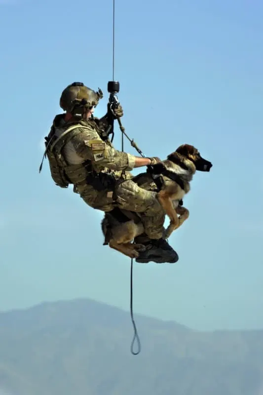 A soldier abseiling with a German Shepherd. German Shepherd Military Dog
