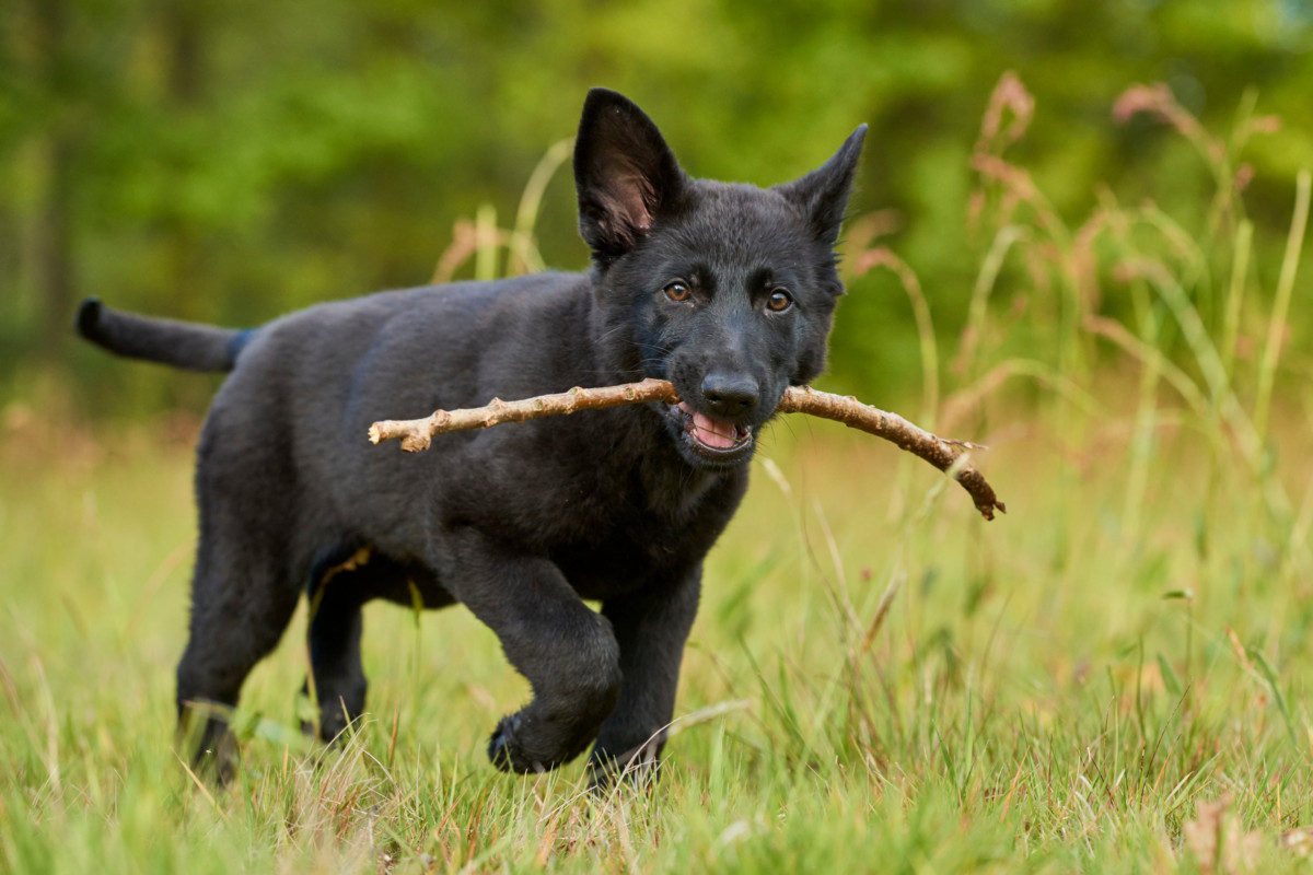 German Shepherd Puppy with a Stick