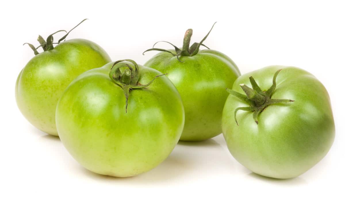 What Foods are Toxic to Golden Retrievers? Green Tomatoes