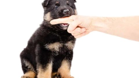 How To Discipline a German Shepherd For Biting: The Do's & Don'ts