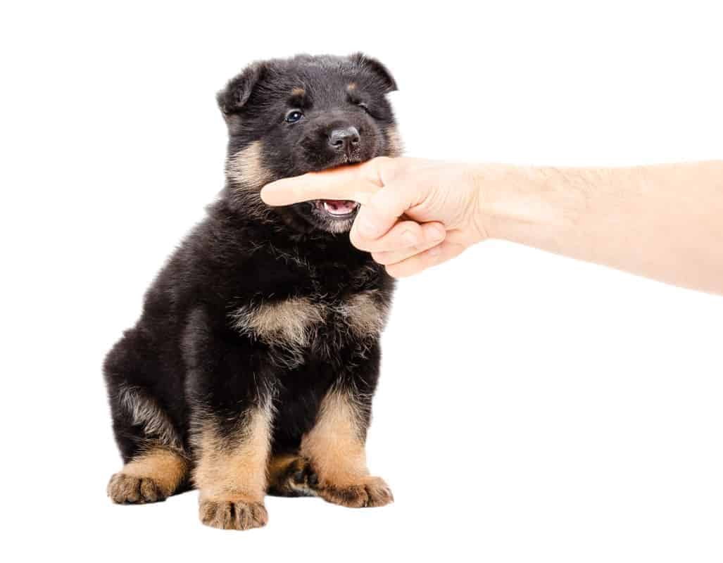 A German Shepherd Puppy Biting the finger of a man. How to Discipline a German Shepherd for Biting