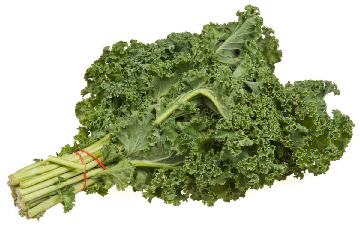 What Vegetables Can Golden Retrievers Eat? Kale