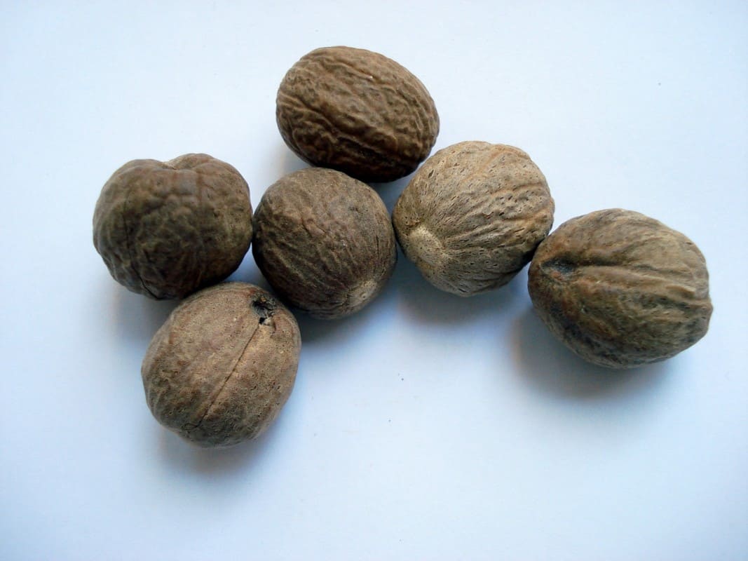 What Foods are Poisonous to Labradors? Nutmeg