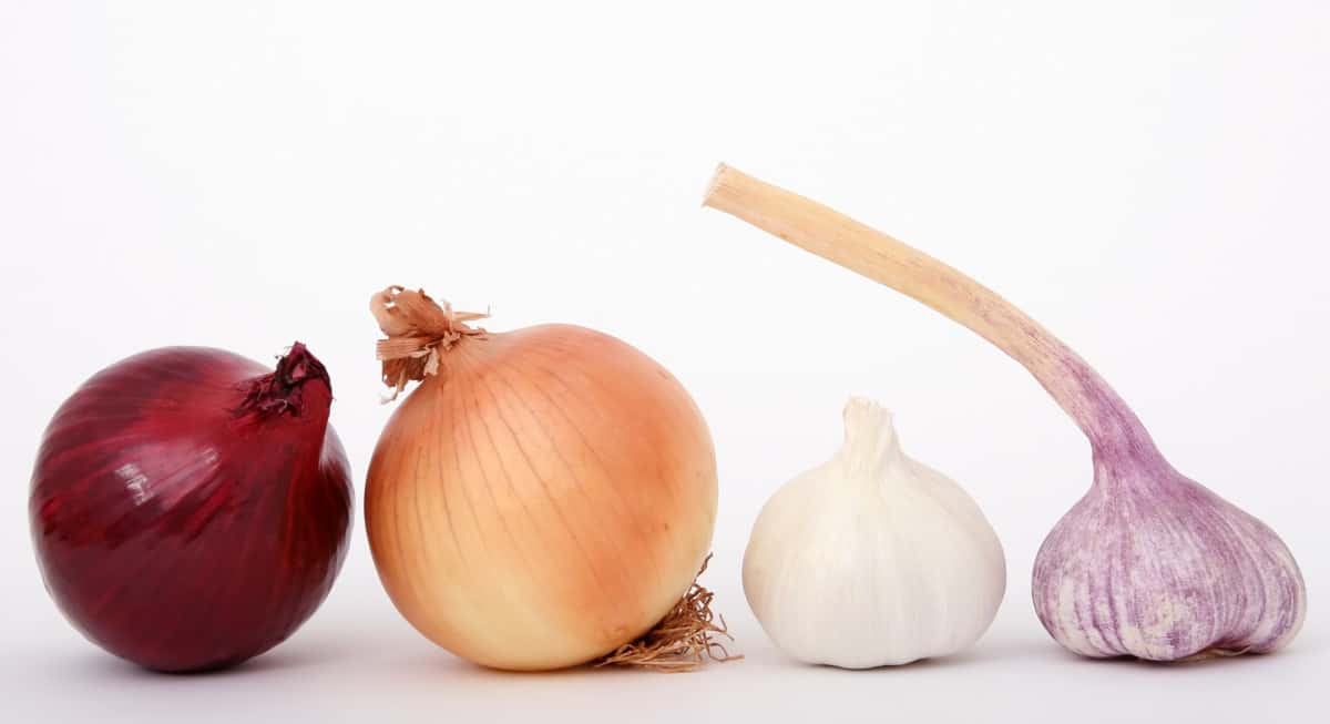 What foods are poisonous to Labradors? Onions and Garlic