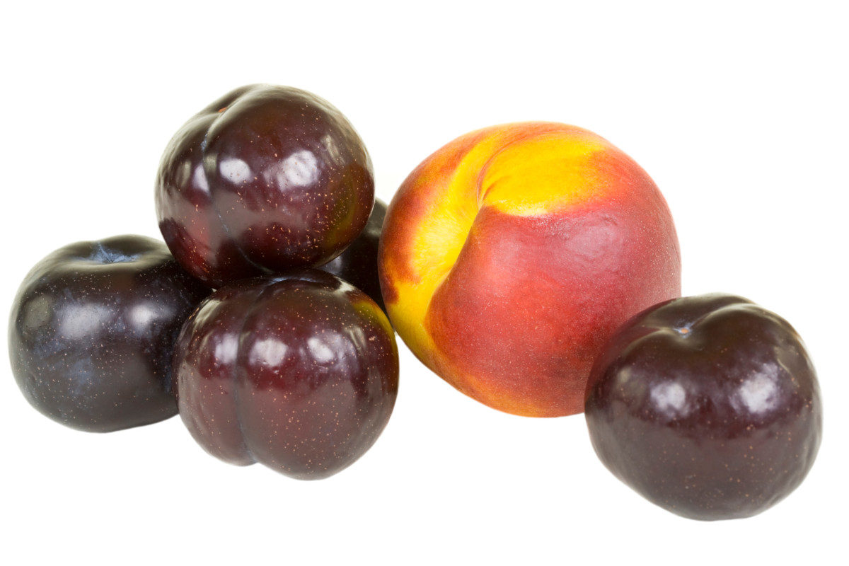 What Fruits Can Labradors Eat?Nectarine, Peaches, and Plums