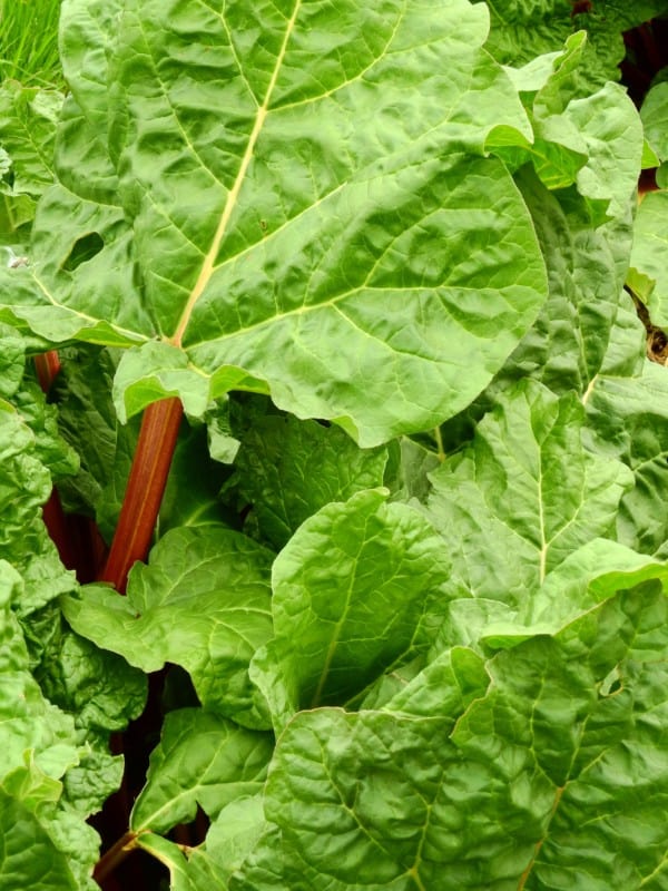 What Foods are Poisonous to Labradors? Rhubarb Leaves