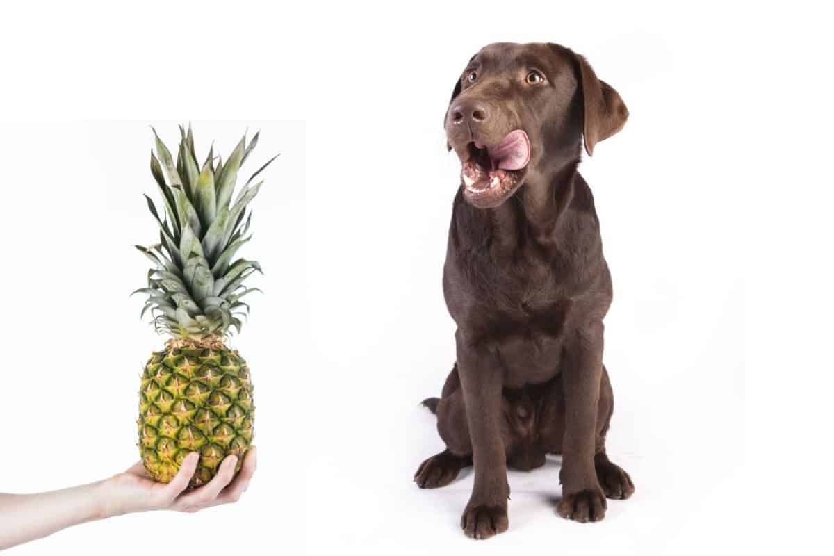 What Fruits Can Labradors Eat? Pineapple