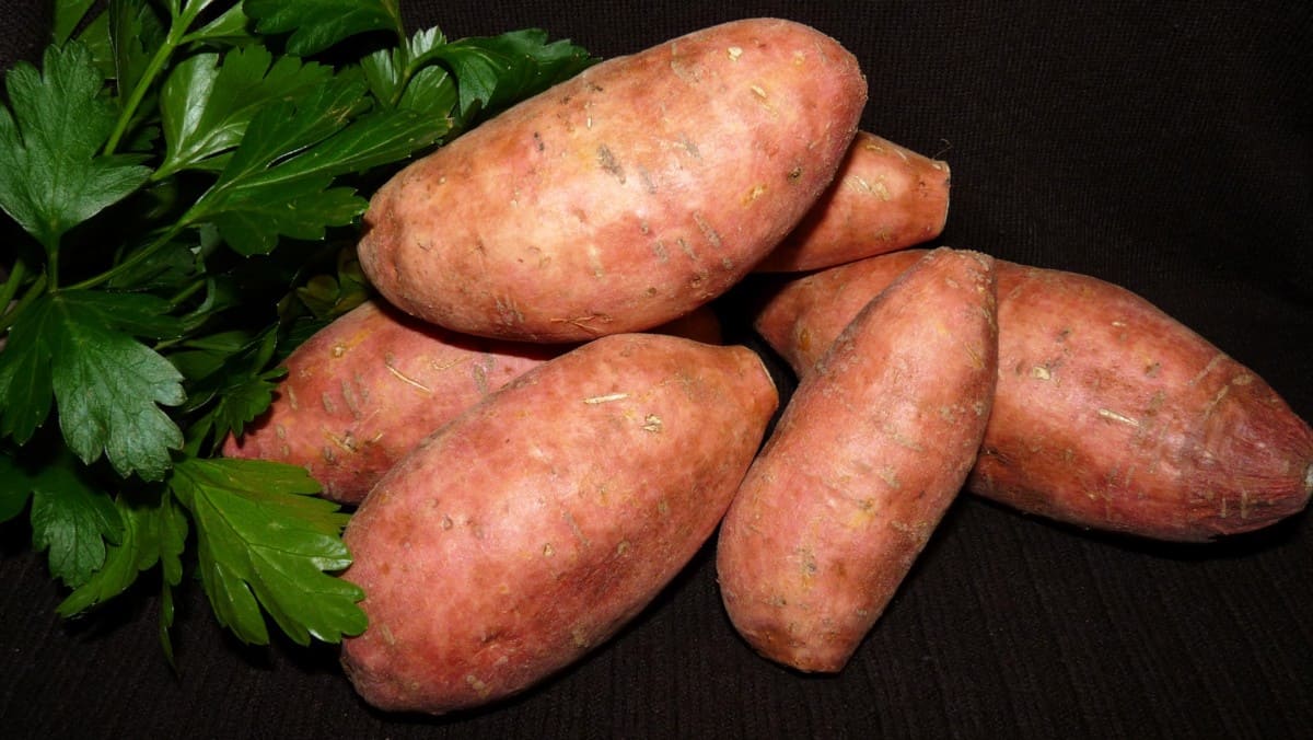 What Human Food Can Labradors Eat? Sweet Potatoes