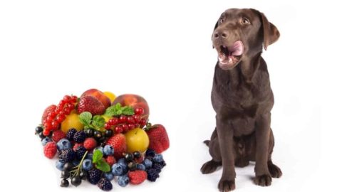 29 Fruits Labradors Can Eat: And 5 They Can't!