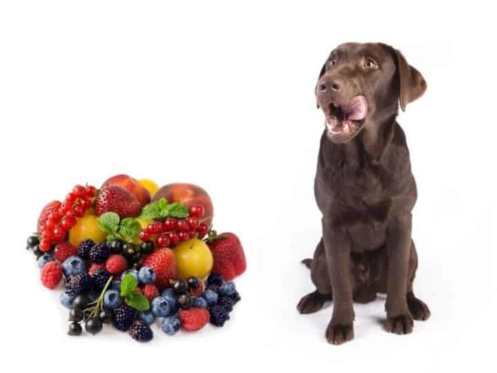 Labrador looking at a selection of fruits. What Fruits Can Labradors Eat?