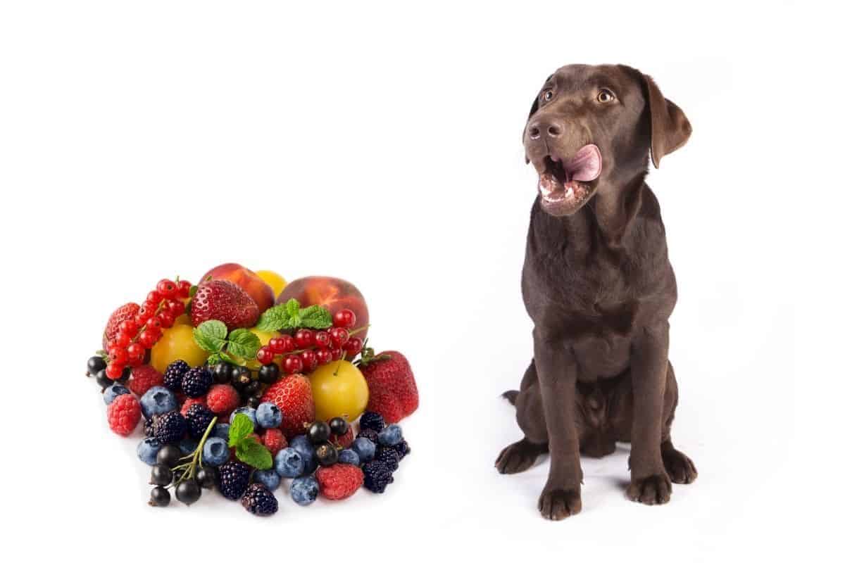 Labrador looking at a selection of fruits. 