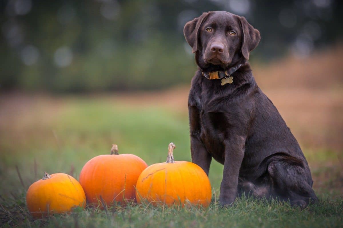 What Human Foods Can Labradors Eat? A Labrador sitting next to Pumpkin