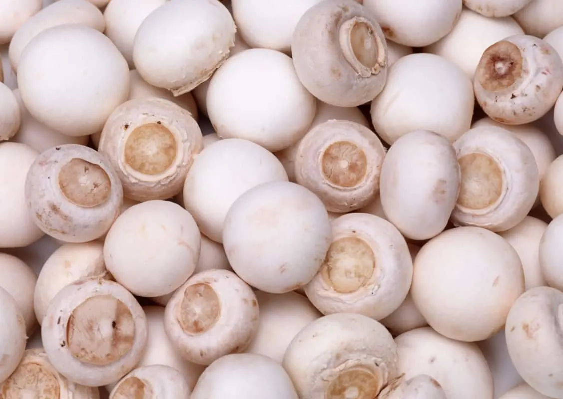 What Vegetables Can Labradors Eat?White Button Mushrooms