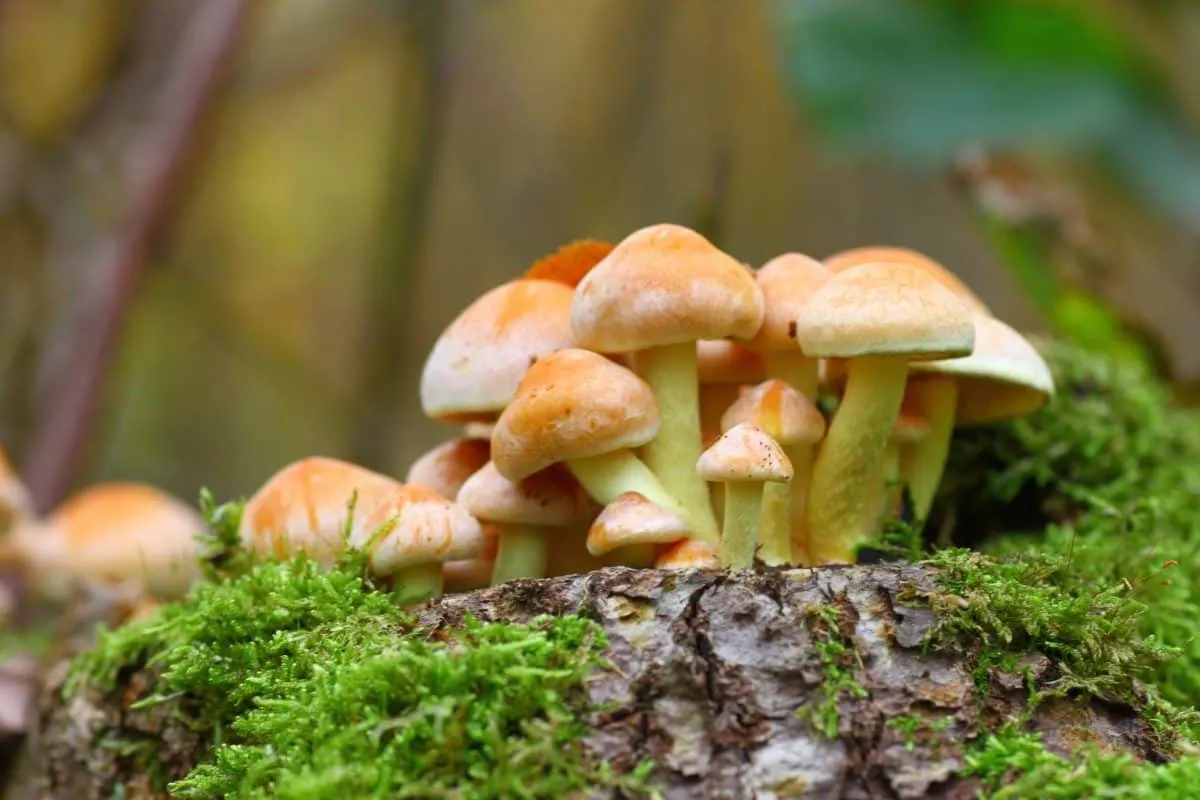 What Vegetables Can Golden Retrievers Eat? Wild Mushrooms
