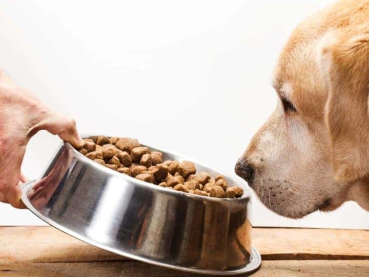 A Labrador looking at his bowl of food disinterested. Are Labradors Fussy Eaters?