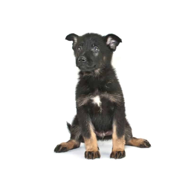 Black German Shepherd Puppy with white marking on chest. Can German Shepherds Have White Markings?