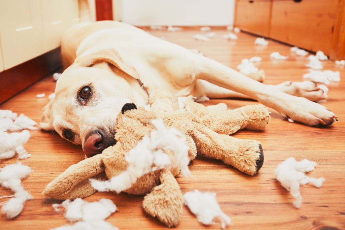 A bored Labrador who has destroyed his stuffed toy. Do Labradors Get Lonely?