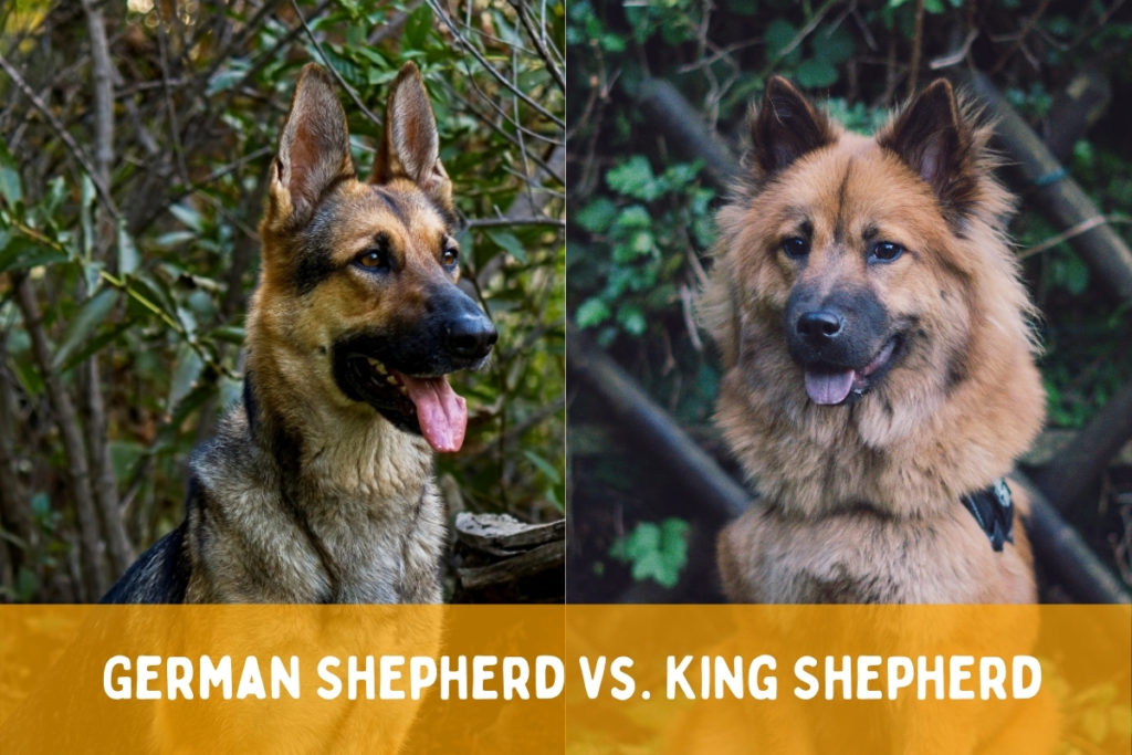 German Shepherd vs. King Shepherd: What's the Difference? - World of Dogz