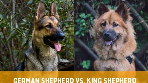 German Shepherd vs. King Shepherd: What's the Difference?