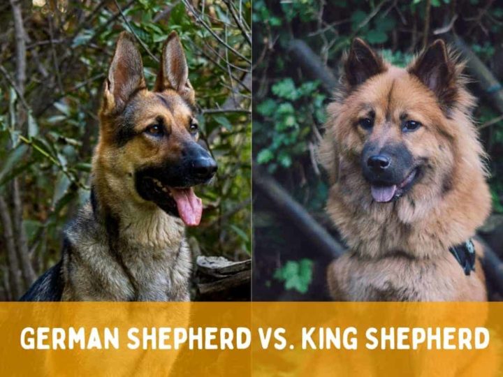 A German Shepherd next to a King Shepherd. Difference Between German Shepherd and King Shepherd