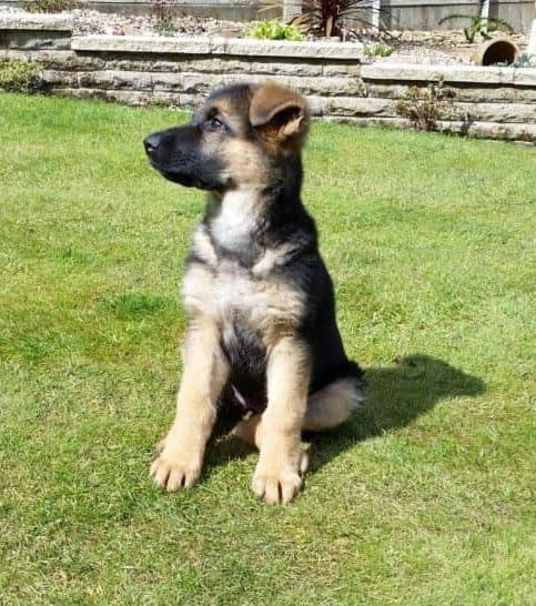 German Shepherd Pup with White Markings on chest sitting on a grassland