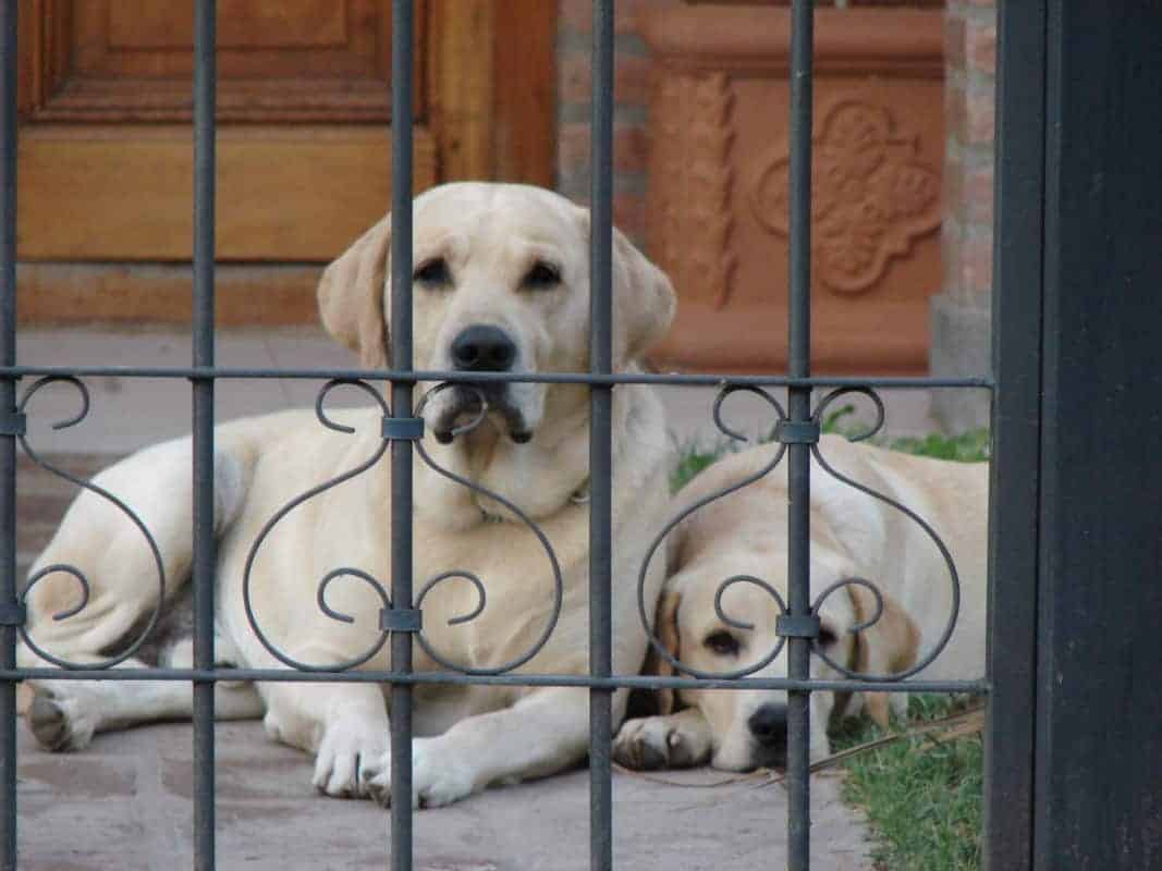 Two Labradors Laying in a yard looking out. How Long Can Labradors Be Left Alone?