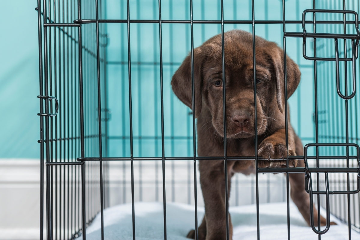 A Labrador Puppy in a Crate. How Long Can You Leave a Labrador in a Crate?