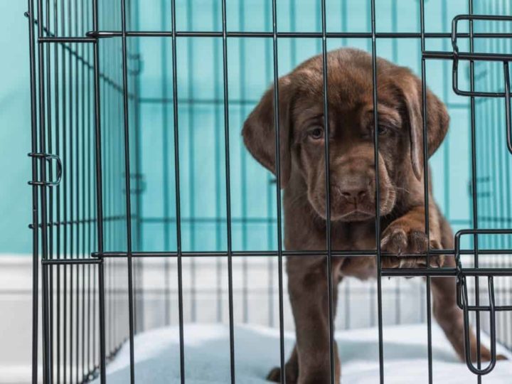A Labrador Puppy in a Crate. How Long Can You Leave a Labrador in a Crate?