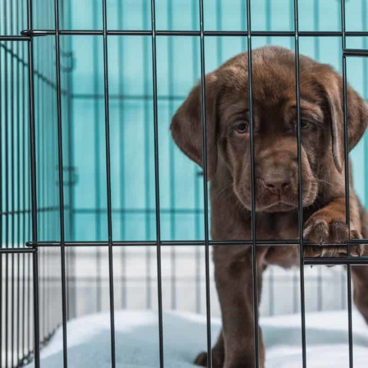 How Long Can You Leave A Labrador In A Crate?