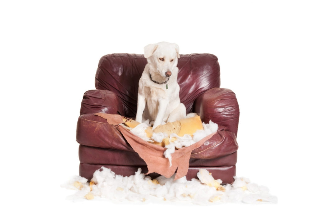 A naughty Labrador sitting a chewed up chair. How to Discipline a Labrador