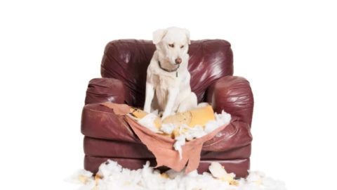 How to Discipline a Labrador: And What Not to Do!