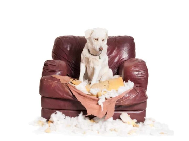 A naughty Labrador sitting a chewed up chair. How to Discipline a Labrador