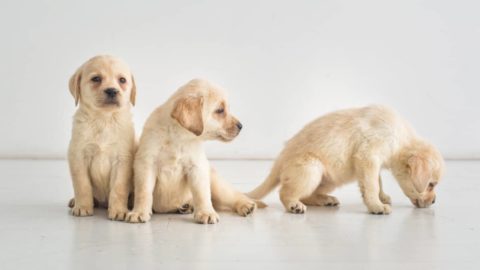 10 Super-Easy Ways To Train an 8-Week-Old Labrador Puppy