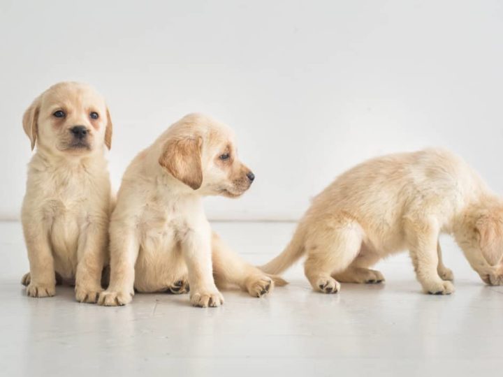 Three cute Labrador puppies sitting on the floor. How to Train 8 Week Old Labrador Puppy.
