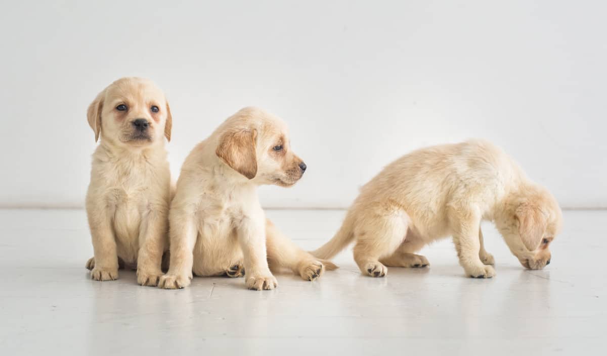 Three cute Labrador puppies sitting on the floor. How to Train 8 Week Old Labrador Puppy.