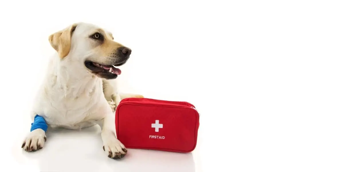 A Labrador with an injured leg and a first aid kit. How to Treat a Limping Labrador at Home