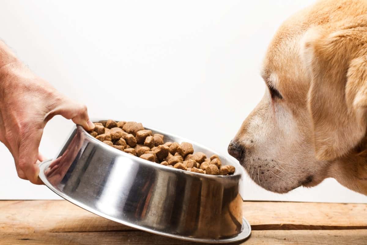 Labrador Looking at Bowl of Food